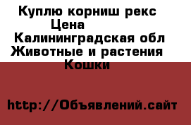 Куплю корниш рекс › Цена ­ 1 000 - Калининградская обл. Животные и растения » Кошки   